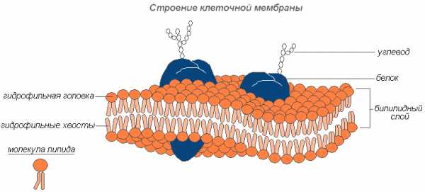 B клетки памяти где образуются