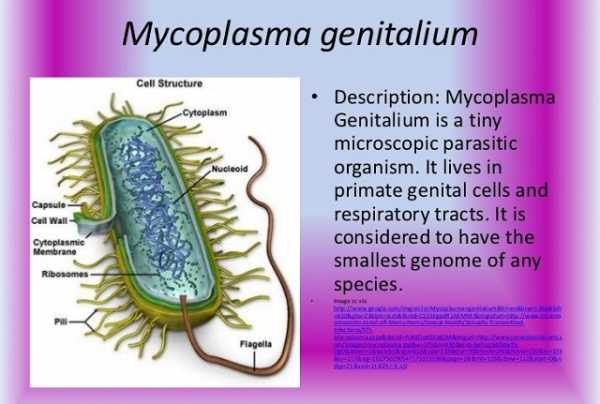 Микоплазма у женщин фото