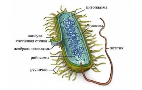 Микоплазма у женщин фото