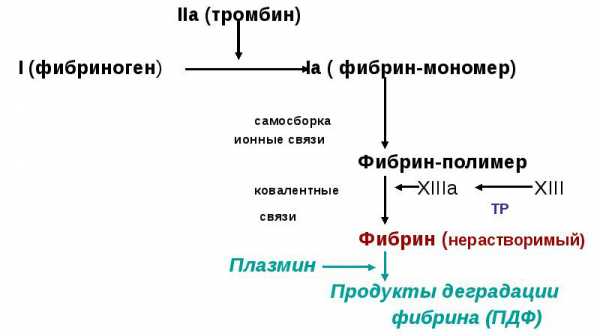 Д димер презентация