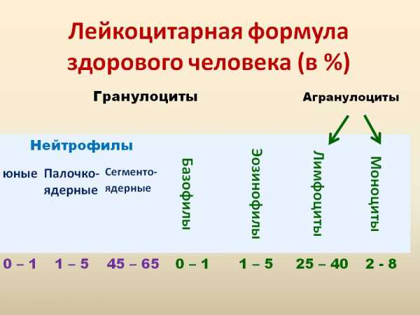 Лейкоцитарная формула фото