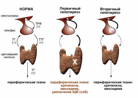 Норма ттг у женщин до 30 – ТТГ у женщин - норма по возрасту(таблица)