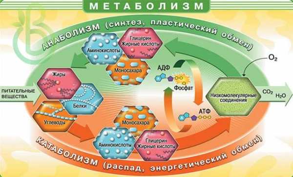 Обмен веществ картинки