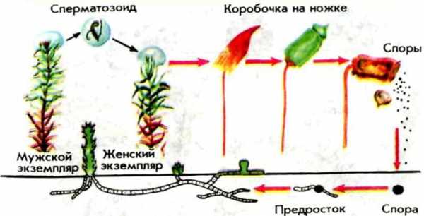 Размножение мхов схема