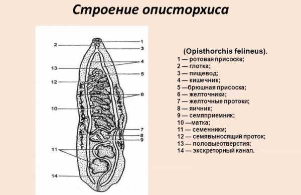 Описторхоз фото паразита