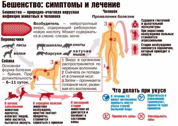 Прививка от бешенства человеку если нарушить схему