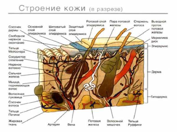 Ожог 1 и 2 степени фото