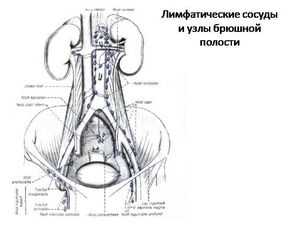 Лимфоузлы где находятся картинки