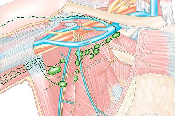 Парастернальные лимфоузлы где находятся фото