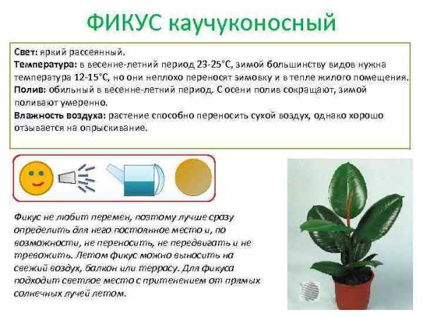 Условные обозначения комнатных растений в детском саду картинки