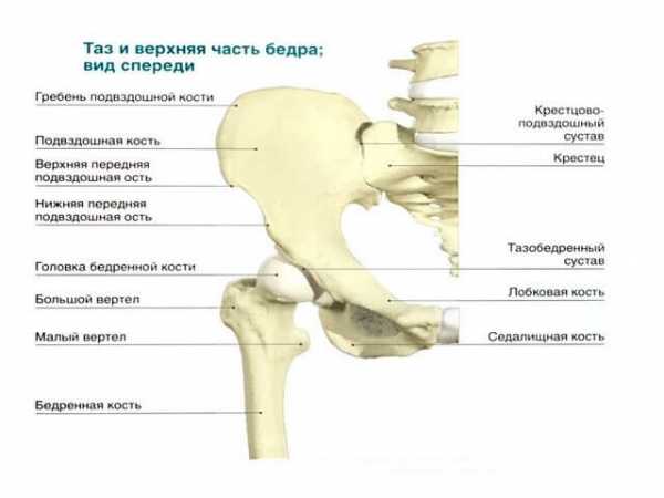 Шейка бедра где находится у человека фото перелом у пожилых людей симптомы