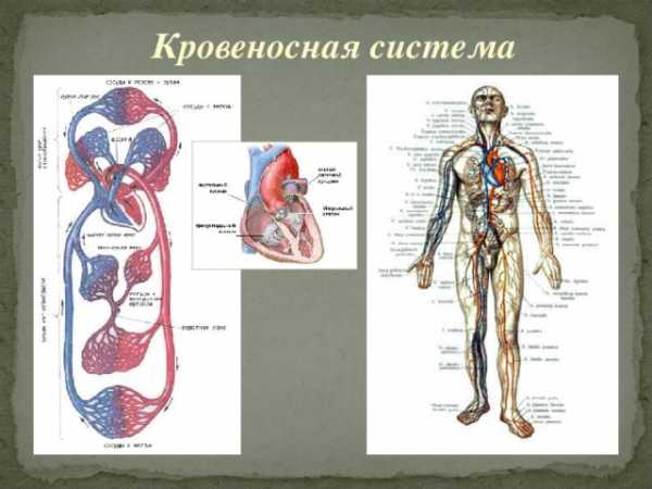 Презентация по обж первая помощь при острой сердечной недостаточности