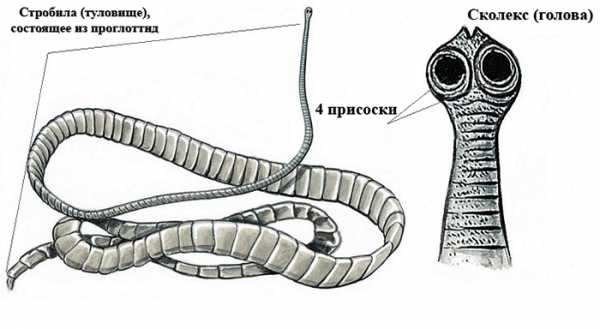 На каком рисунке изображено животное которое может быть промежуточным хозяином бычьего цепня