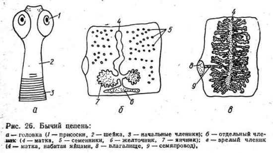 Строение бычьего цепня рисунок