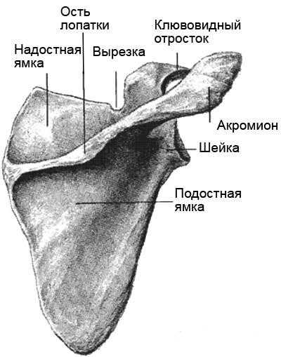 Плечевая кость фото на человеке