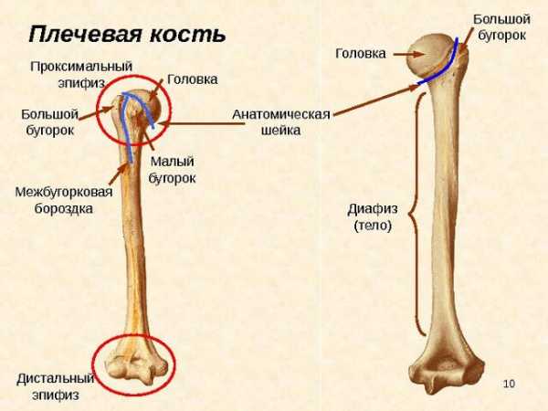 Какой буквой на рисунке обозначена плечевая кость