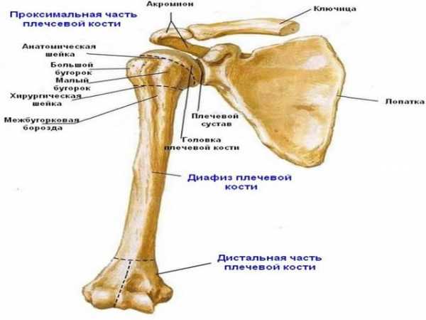 Плечевая кость фото на человеке