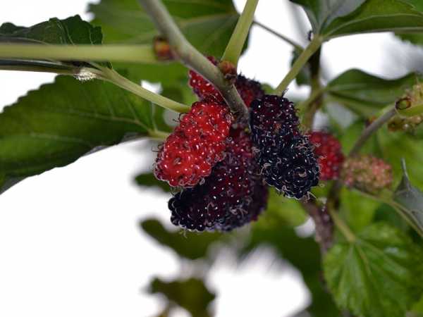 Что такое шелковица ягода фото и описание