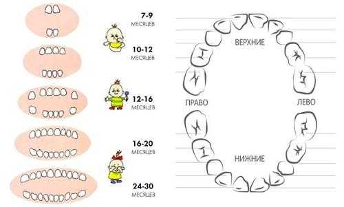 Какие первые зубы лезут у малышей схема