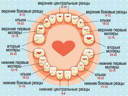 Как вылазят зубы у детей очередность схема фото и описание