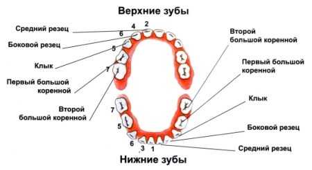 Как лезут верхние зубы у детей фото