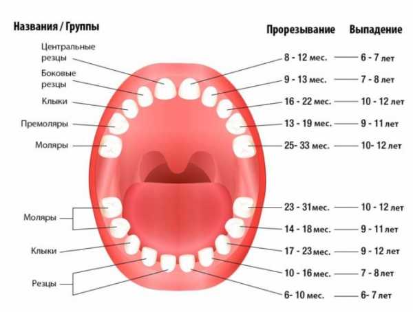 Как лезут верхние зубы у детей фото