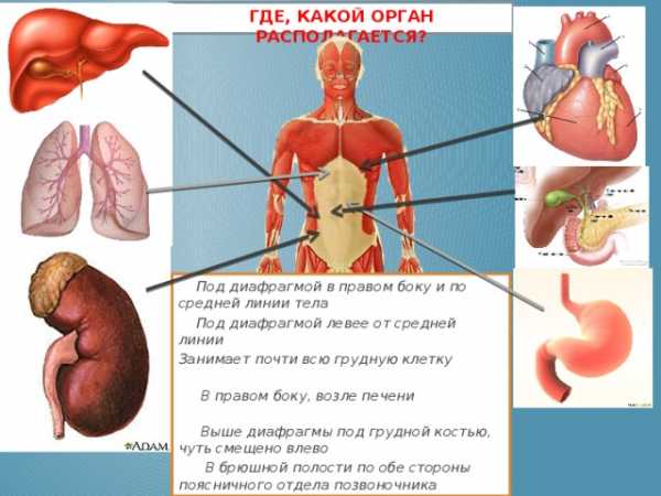 Под диафрагмой