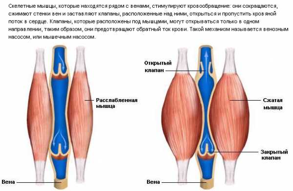 Полулунные клапаны в венах