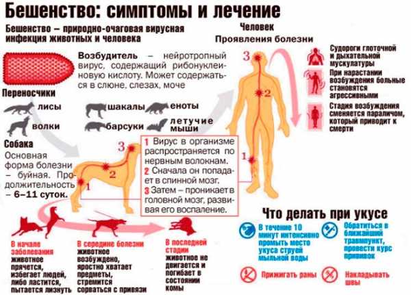 Укус собаки карта вызова смп