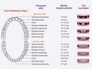 Поочередность зубов у детей схема прорезывания