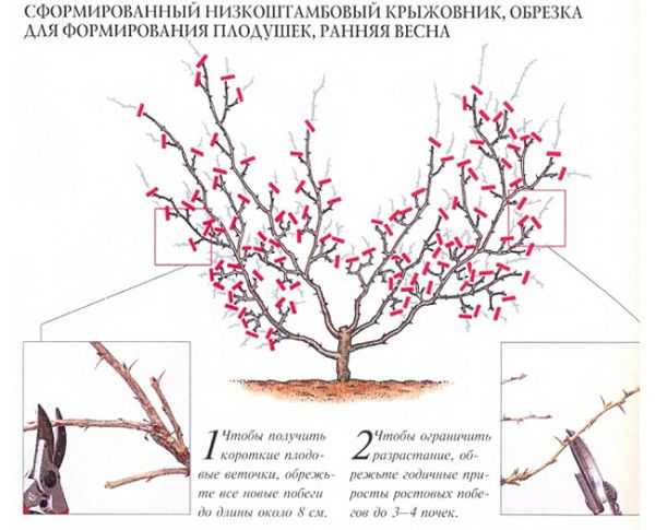 Обрезка крыжовника весной для начинающих в картинках пошагово