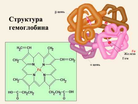 Гемоглобин биохимия презентация