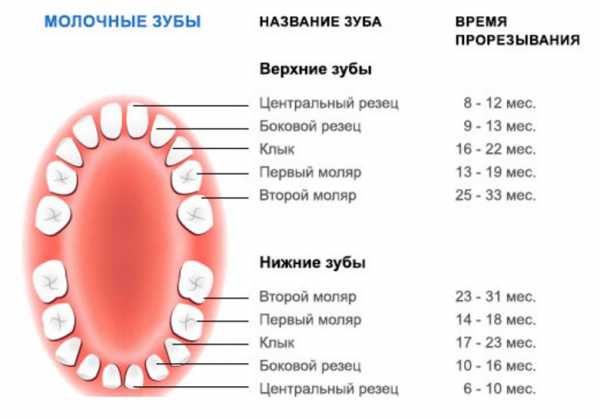 Детские зубы схема прорезывания