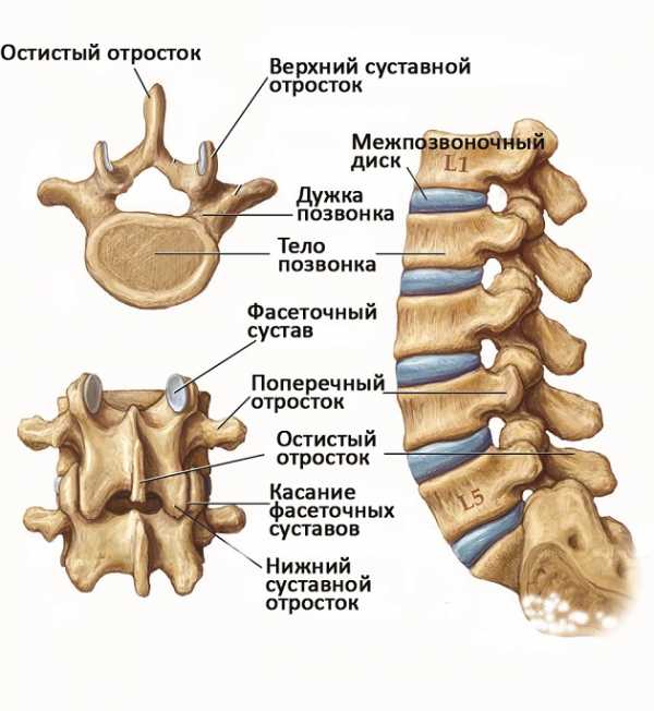 Позвонки l5 s1 где находится фото как найти