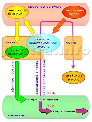 Схема прямого и непрямого развития