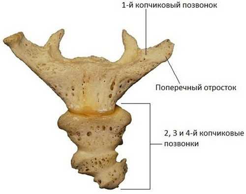 Что такое копчик фото