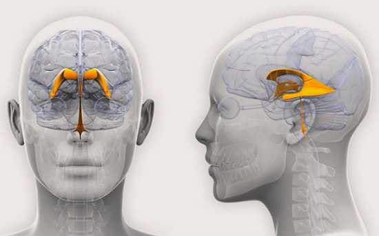 Гидроцефалия головного мозга у взрослого человека фото