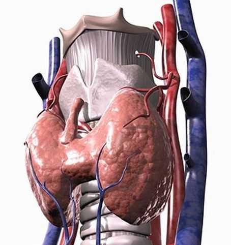 Проблемы с щитовидной железой фото