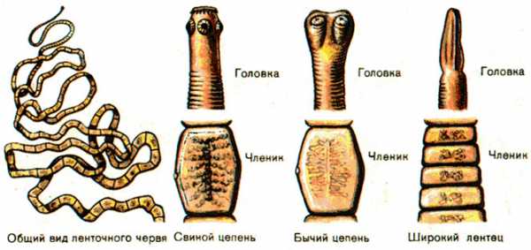 Виды паразитов у человека картинки и названия описание и фото