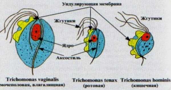 Схема лечения трихомонады у мужчин