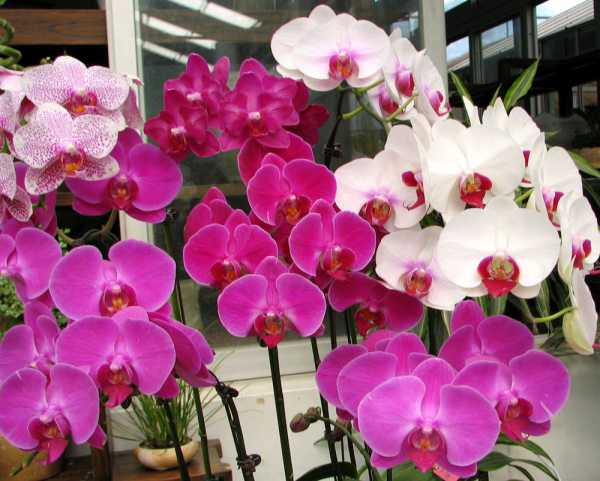 Подура на орхидее фото и описание