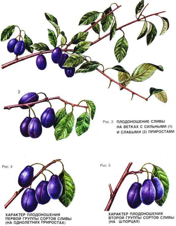 Слива кустовая сорта фото