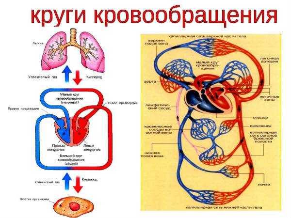 Сосуды человека фото