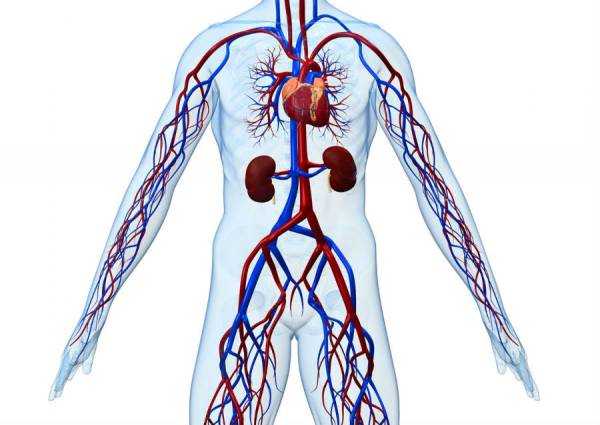 Сосуды человека картинки
