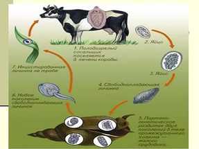 Картинка жизненного цикла печеночного сосальщика