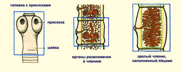 Какую функцию выполняют органы бычьего цепня обозначенные на рисунке