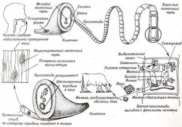 Строение и жизненный цикл бычьего цепня рисунок с подписями