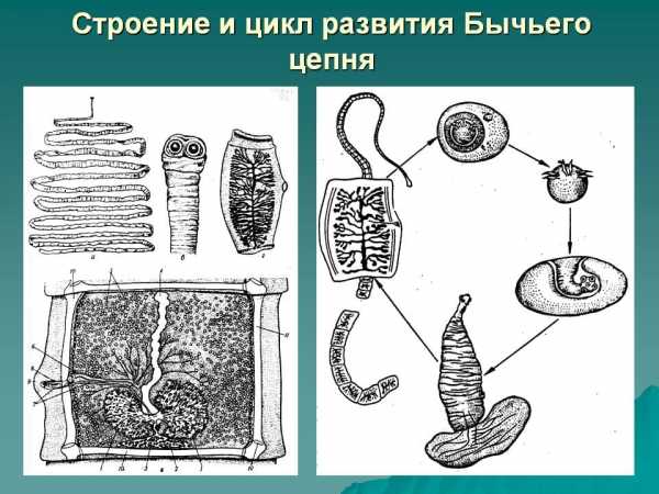 Какую функцию выполняют органы бычьего цепня обозначенные на рисунке