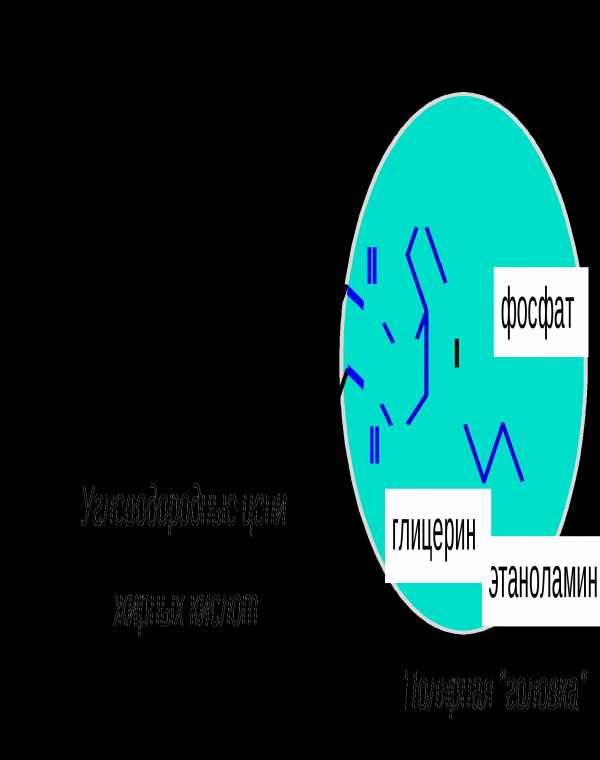 Строение биологической мембраны рисунок