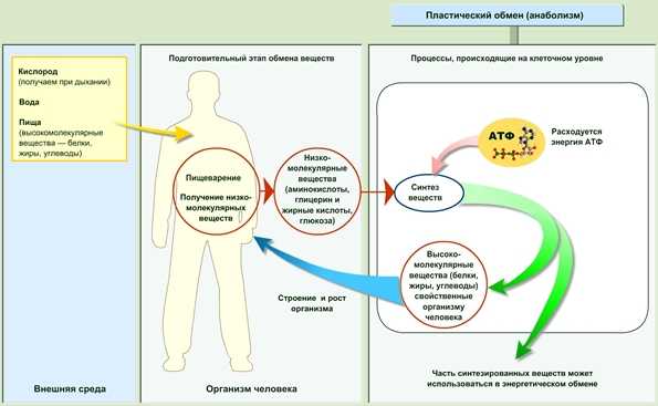 Обмен веществ картинки